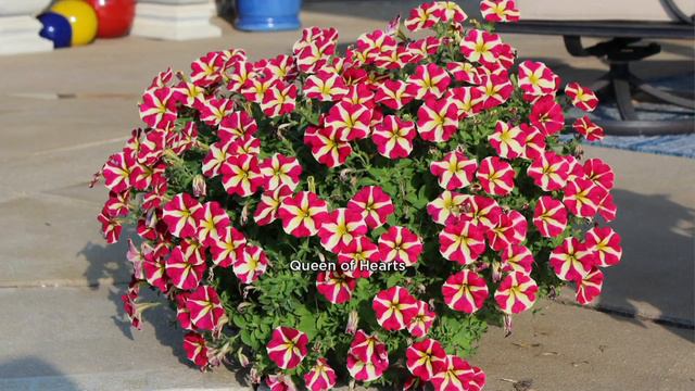 Roberta's 6-piece Two Hearts Petunia Collection On QVC