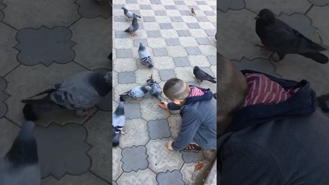 Маленький мальчик кормит голубей