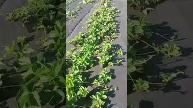 Попробовала выписать генри.