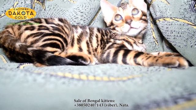 Dakota Gold, питомник бенгалов, Альбина архив 2