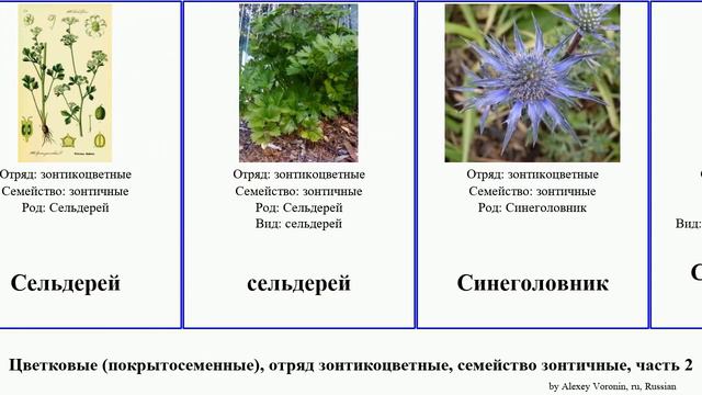 Цветковые (покрытосеменные), отряд зонтикоцветные, семейство зонтичные, часть 2 ферула angiosperms