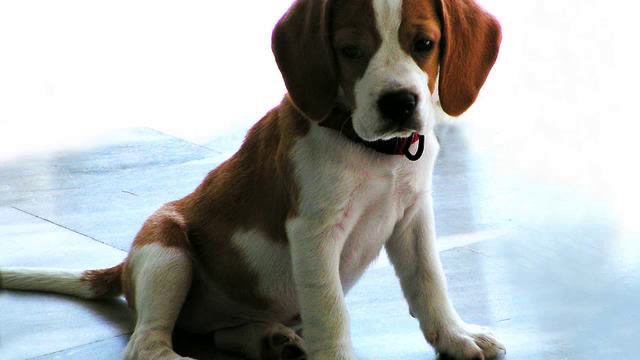 1d3f8dd7fdbf77b2514730a3c08696bb