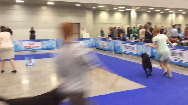 19 марта 2017. Евразия-3 (Кубок президента РКФ). Лабрадоры (кобели) - класс Чемпионов