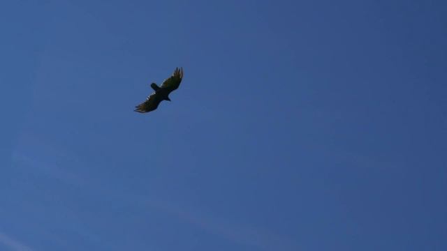 Узри корень