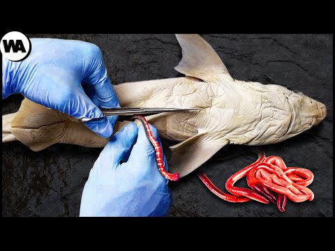 C295ad6ed6211b823105083b0921e205