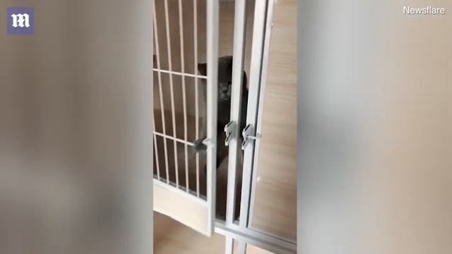 Умный кот решил выйти из клетки прогуляться. Но увидев людей, передумал