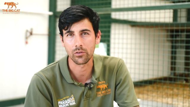 The Love Story Of Jaguars Neron and Keira! - The Big Cat Sanctuary