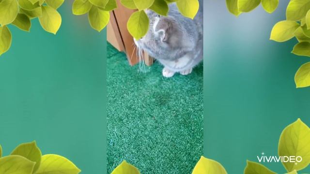 Тайная жизнь домашних животных 3 ???