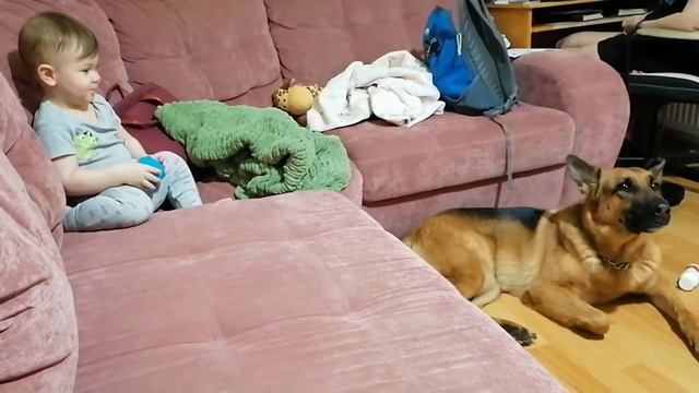 Ребёнок и собака: овчарка воет песню.