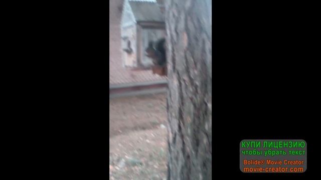 белочка во дворе зеленогорска красноярского края