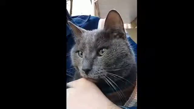 Рекс (20.11.99г-12.10.2017г)