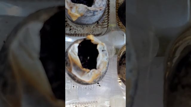 Рассада цветов на февраль 2021 год. Астры, петунии, портулак, виола.