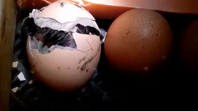 Вылупление цыпленка