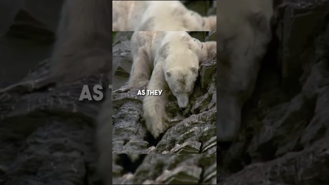Why Polar Bears Climb Hills?