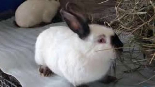 Кролик породы калифорнийский. Плюсы и минусы кроликов. Породы кроликов. Калифорнийский кролик