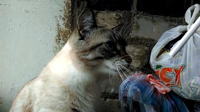 Табачное чудовище