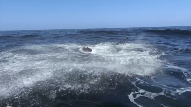 Киты и даже Акулы боятся этих Дельфинов как огня! Косатки – настоящие Волки океана!