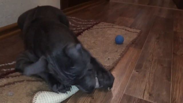 Тайский риджбек - Графф. 2,5 месяца.