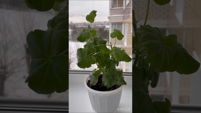 Пеларгония плющелистная Le Pirat ❤️ #пеларгония #flowers #цветынабалконе