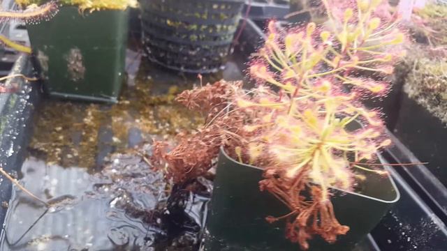 Drosera Madagascariensis – Delicate Topical Sundew