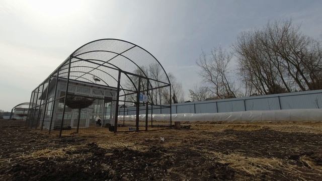 Перевод аистов Тамары и Мценска в выпускной вольер