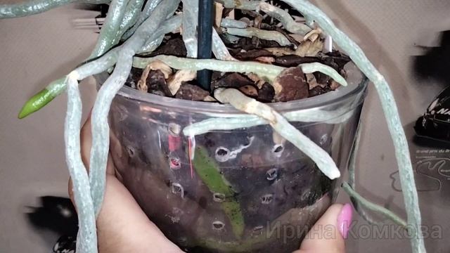 Орхидея фаленопсис Алладин ❤️ Phal. Aladdin