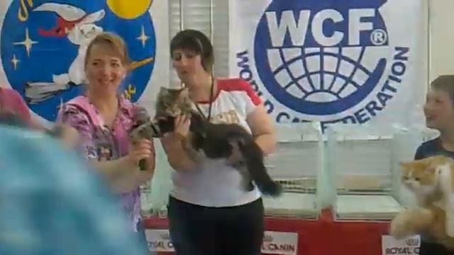 КОТафония: кто громче мяукнет