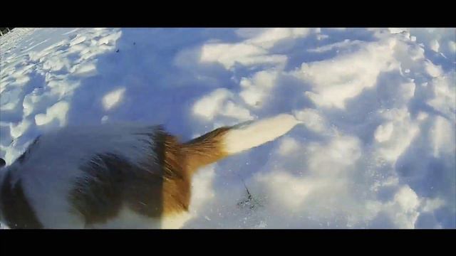 Моя собака. Прогулка. GoPro 3 BE.