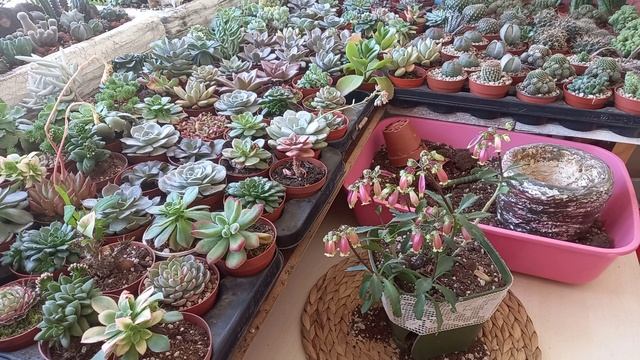 Nazar / Bitkilere Nazar Değermi ?