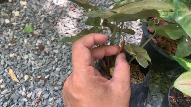 3 จุดสังเกต ออมนาค Vs ออมทรัพย์ | สวนอุ่นดิน