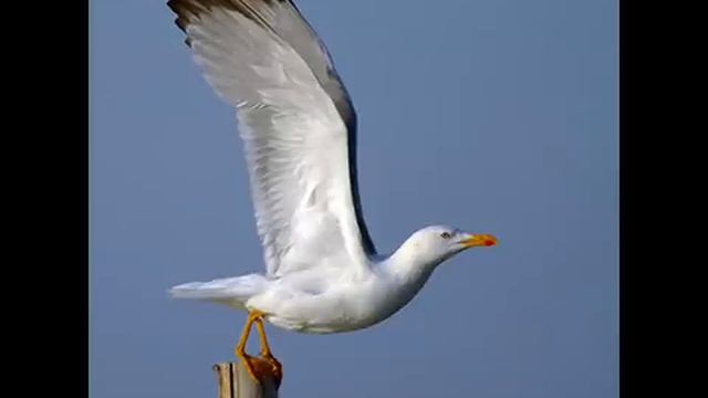 Povero Gabbiano - Gianni Celeste