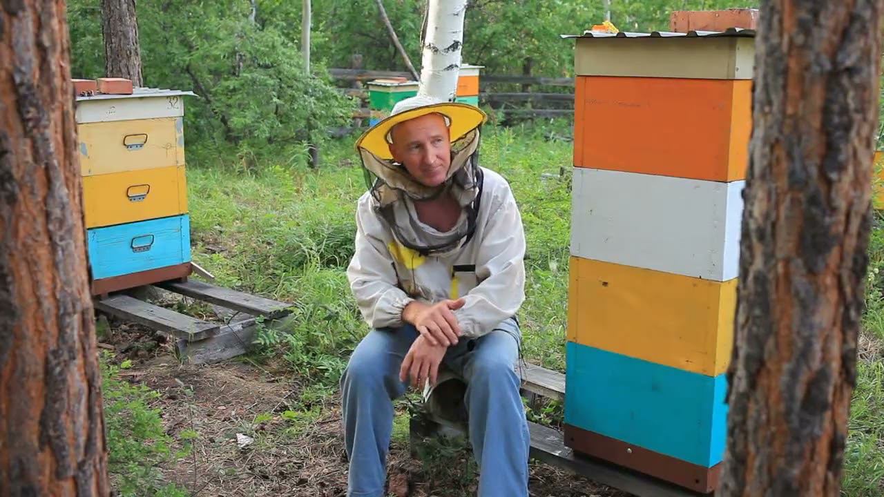 прием и подсадка маток