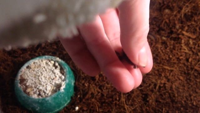 ч.11 Как подросли  караколусы.