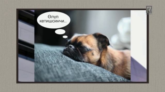 Качкын  саясатчылар кайда?