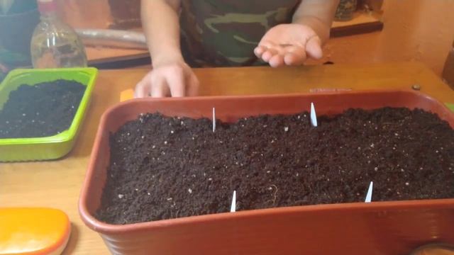 ПОСЕВ АЛИССУМА И ЛОБУЛЯРИИ .