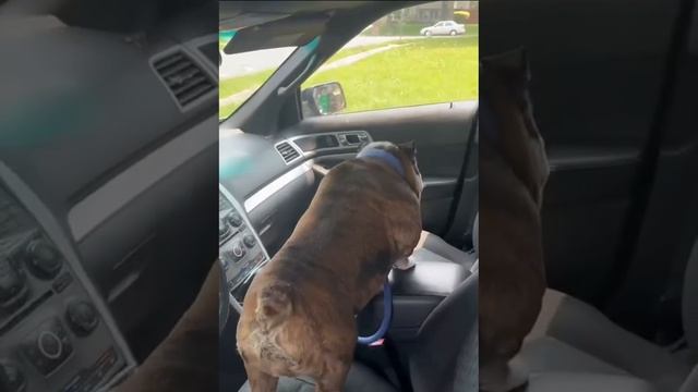 Е..сь ты в руль!