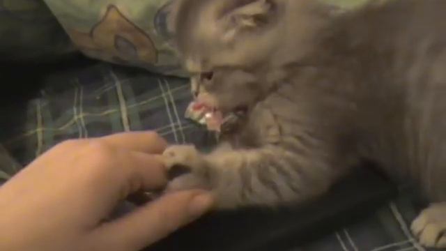 Жизнь Франца под Шуберта 2. Приквел