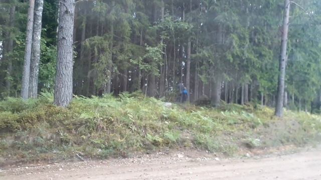 Поездка за грибами, Нашли интересное местечко в лесу.