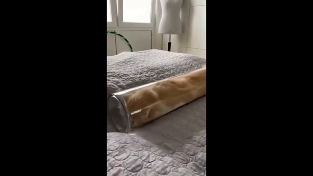 Приколы и фейлы с котами версия 1