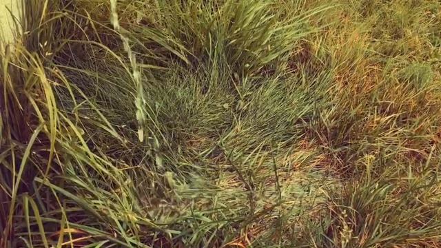 релакс осенний с чаем. 