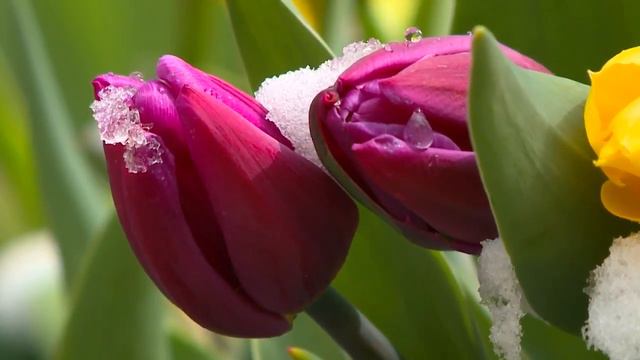 Photo Essay: Late Snow On April's Beauty