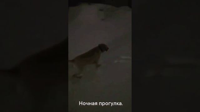 Ночная прогулка с собакой.