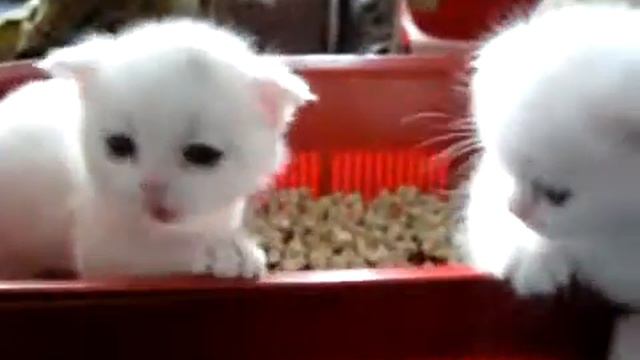 Белые котята!!!