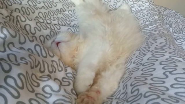 Cf6f578a67cd7b5dde6ef8955efb26d9