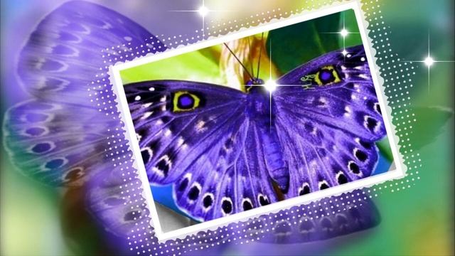 Загадочные бабочки