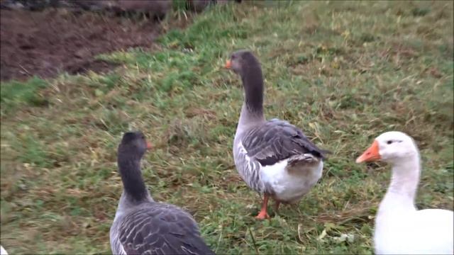 Моя  жизнь в   ДЕРЕВНЕ  РЕГИОН 60.  ХЛЕБ. как лакомство. КРИВОХВОСТ.  Ужин при  фонарике.