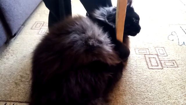 Дразним кота.