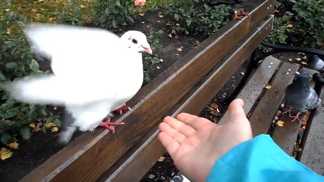 Белый голубь - 