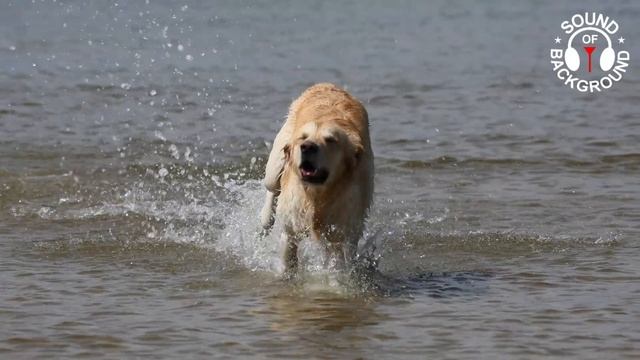 Doggy Froggy (прикольная инди музыка с собачкой)