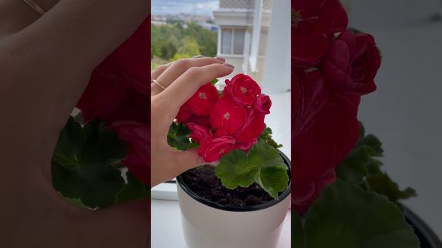 ‼️‼️ что нужно сделать, чтобы пеларгония цвела! #пеларгония #цветынабалконе #цветы